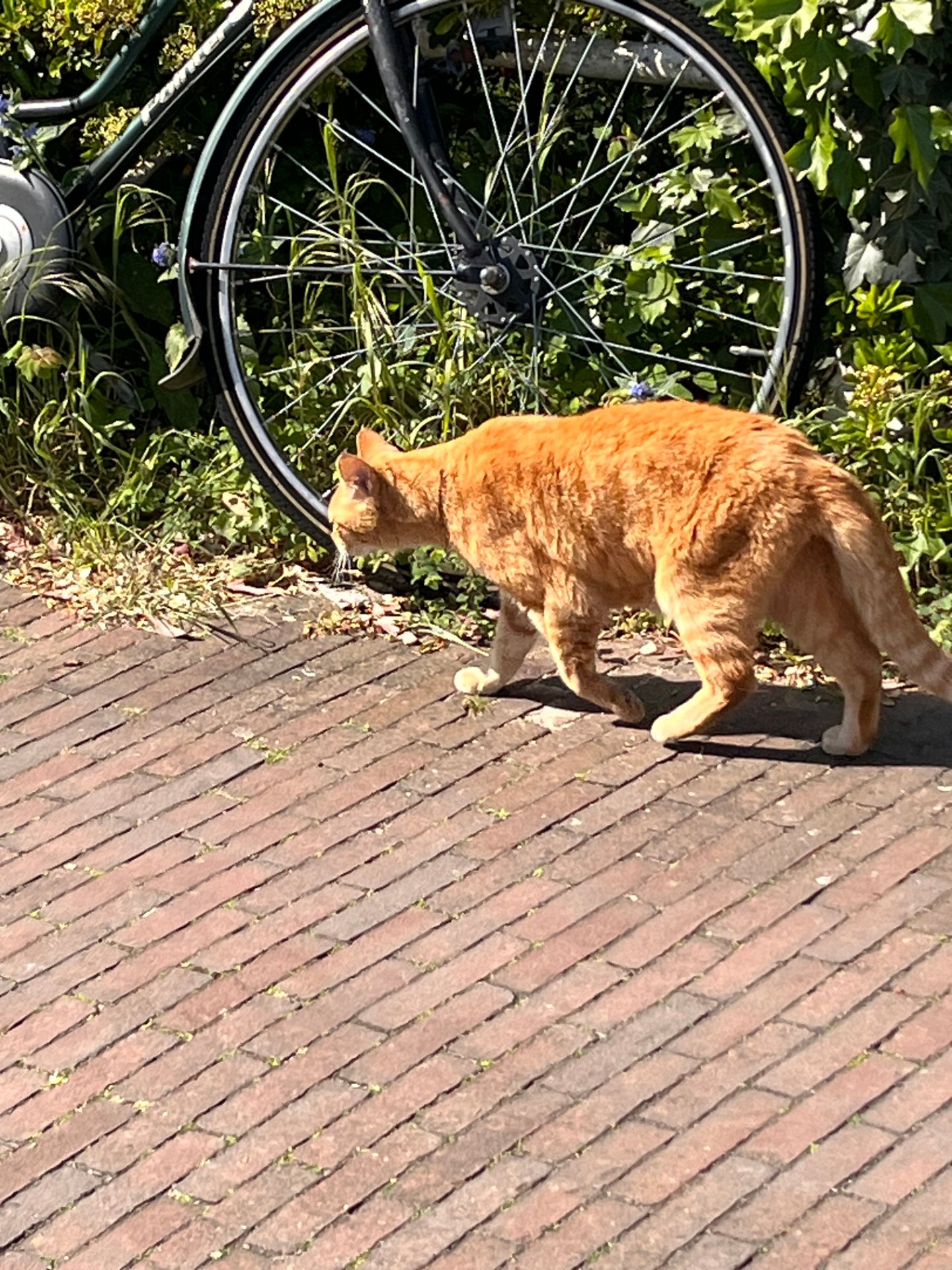 Creamsicle
