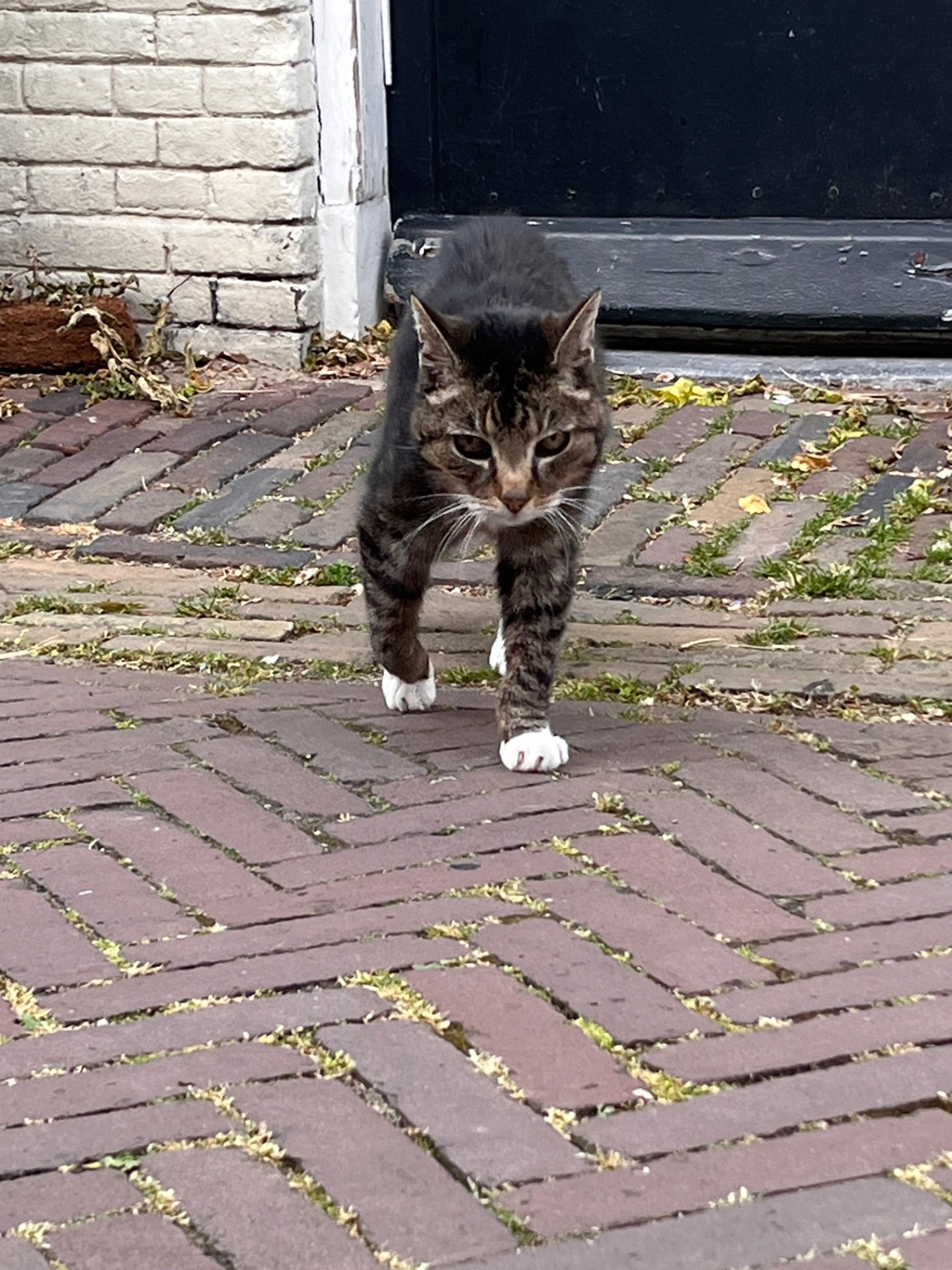 Little Lady