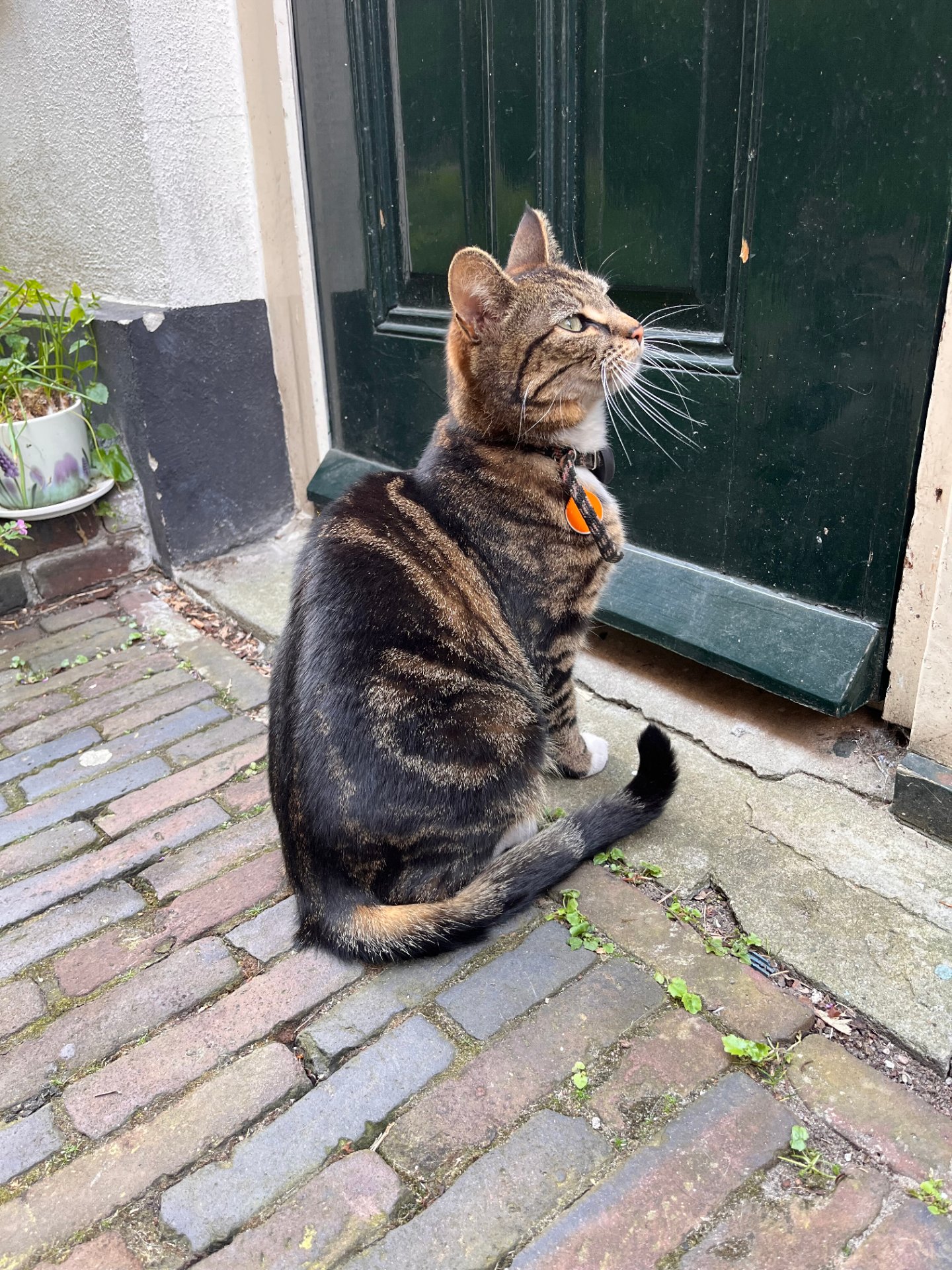 Mewsie
